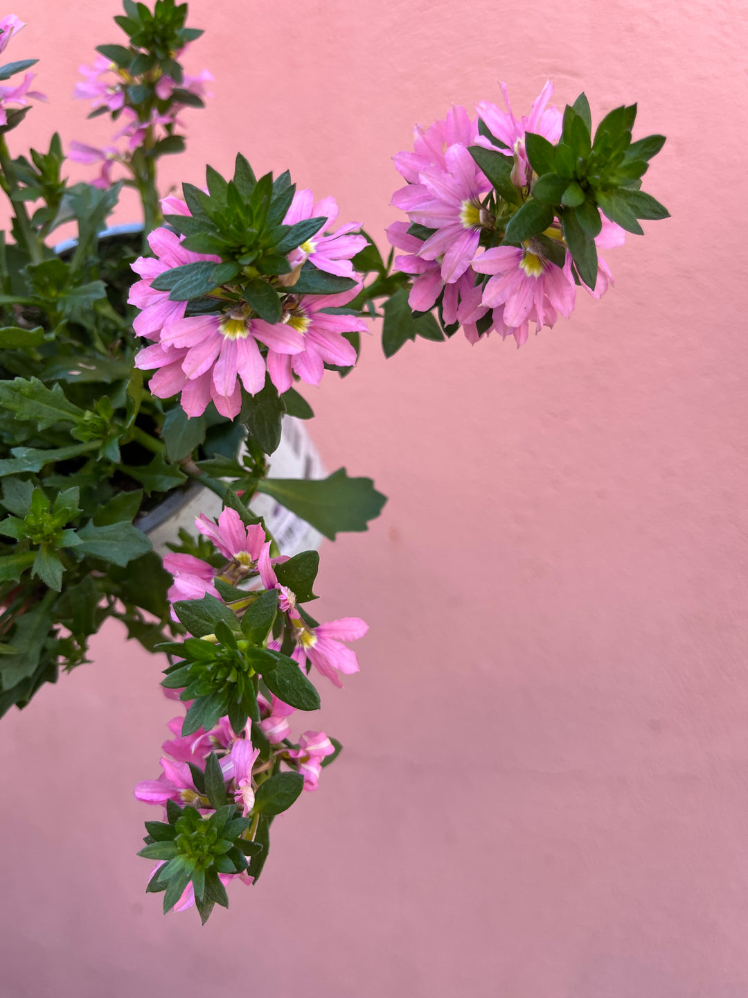 Scaevola  - Fan flower