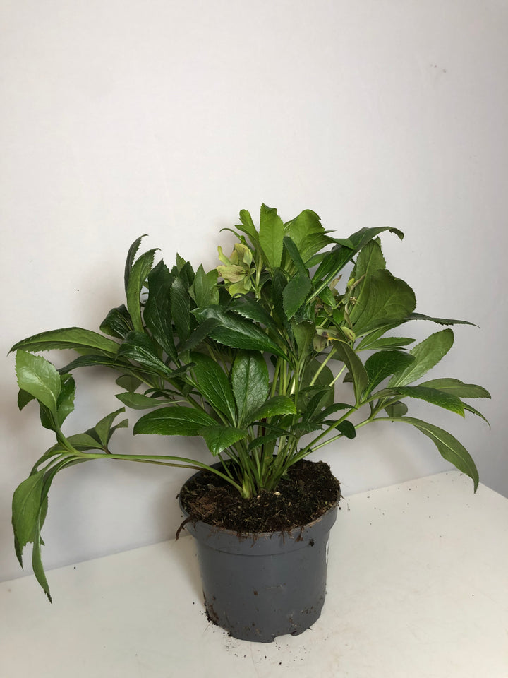 Helleborus orientalis 'ViV Victoria'