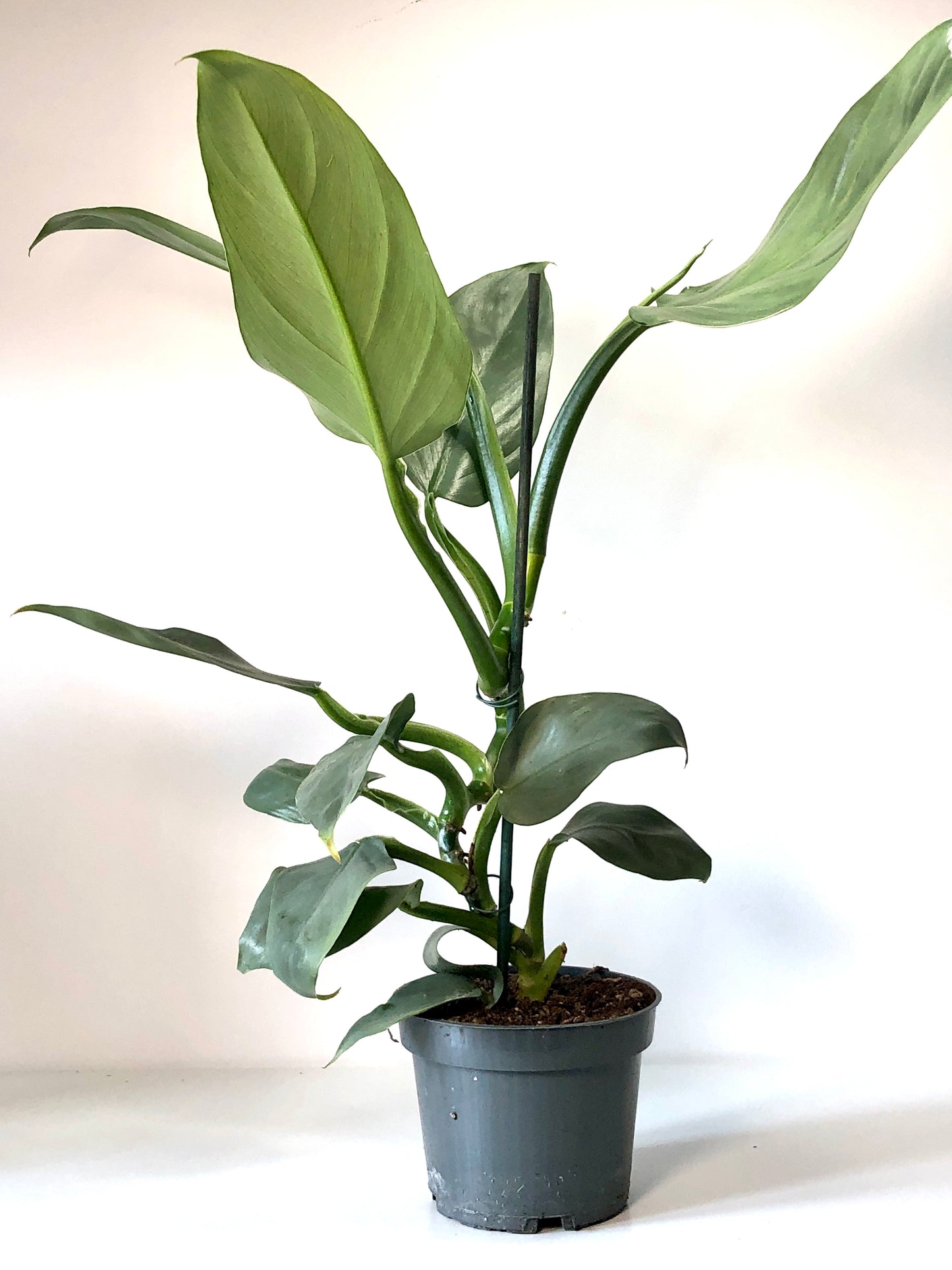 Philodendron Hastatum -Silver Dust