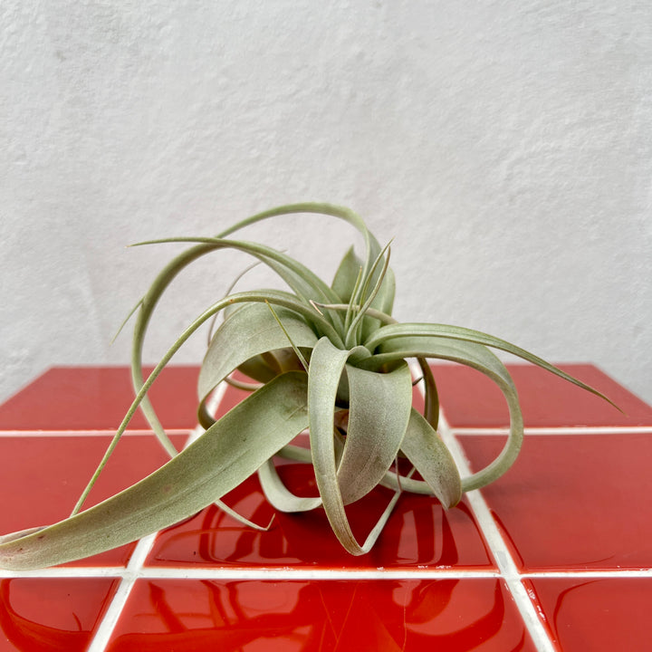Tillandsia xerographica – King of the Air Plants