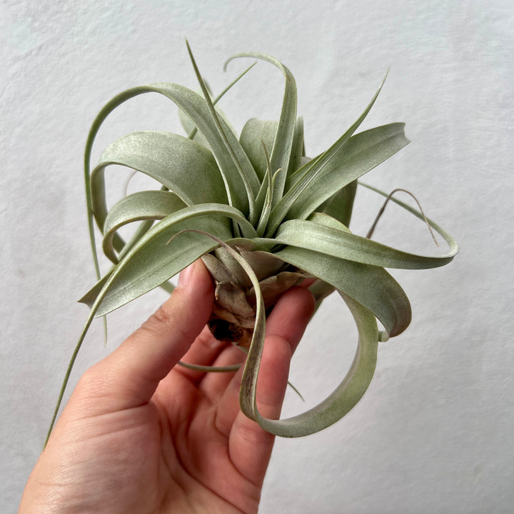 Tillandsia xerographica – King of the Air Plants
