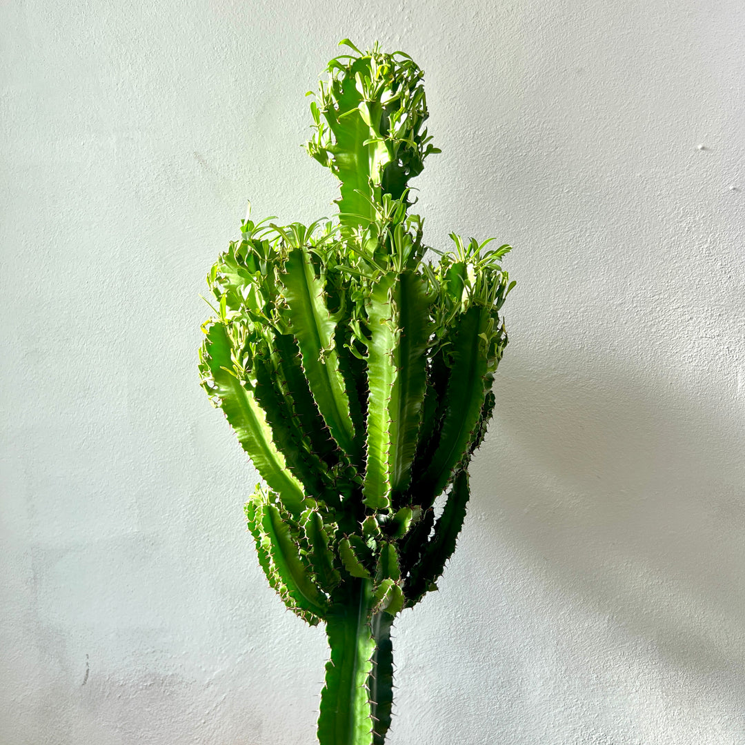 Euphorbia ingens (Candelabra Tree)