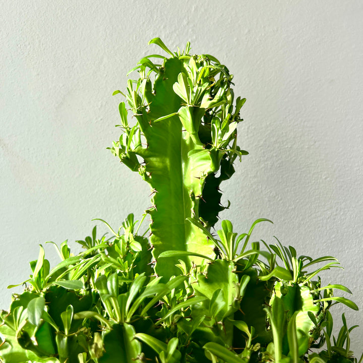 Euphorbia ingens (Candelabra Tree)