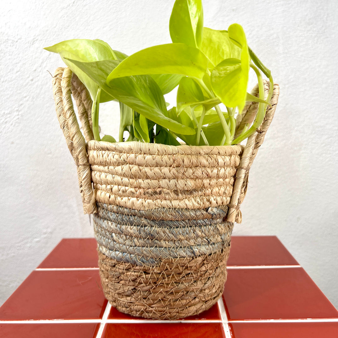 Pippa Basket Pot D14 x H13.5cm – Natural Woven with Handles