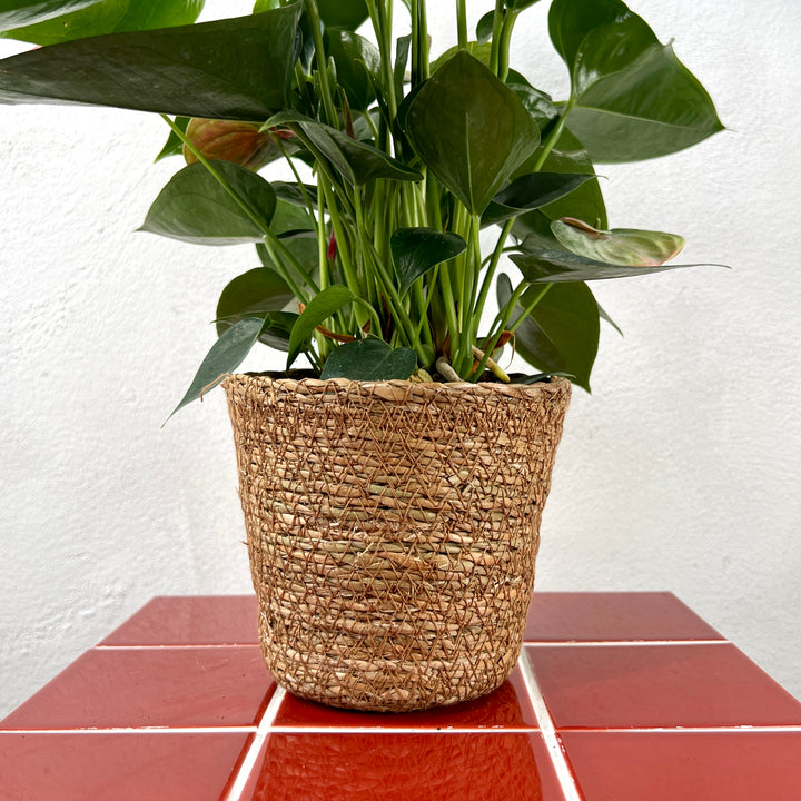 Terima Basket – Natural Seagrass Planter