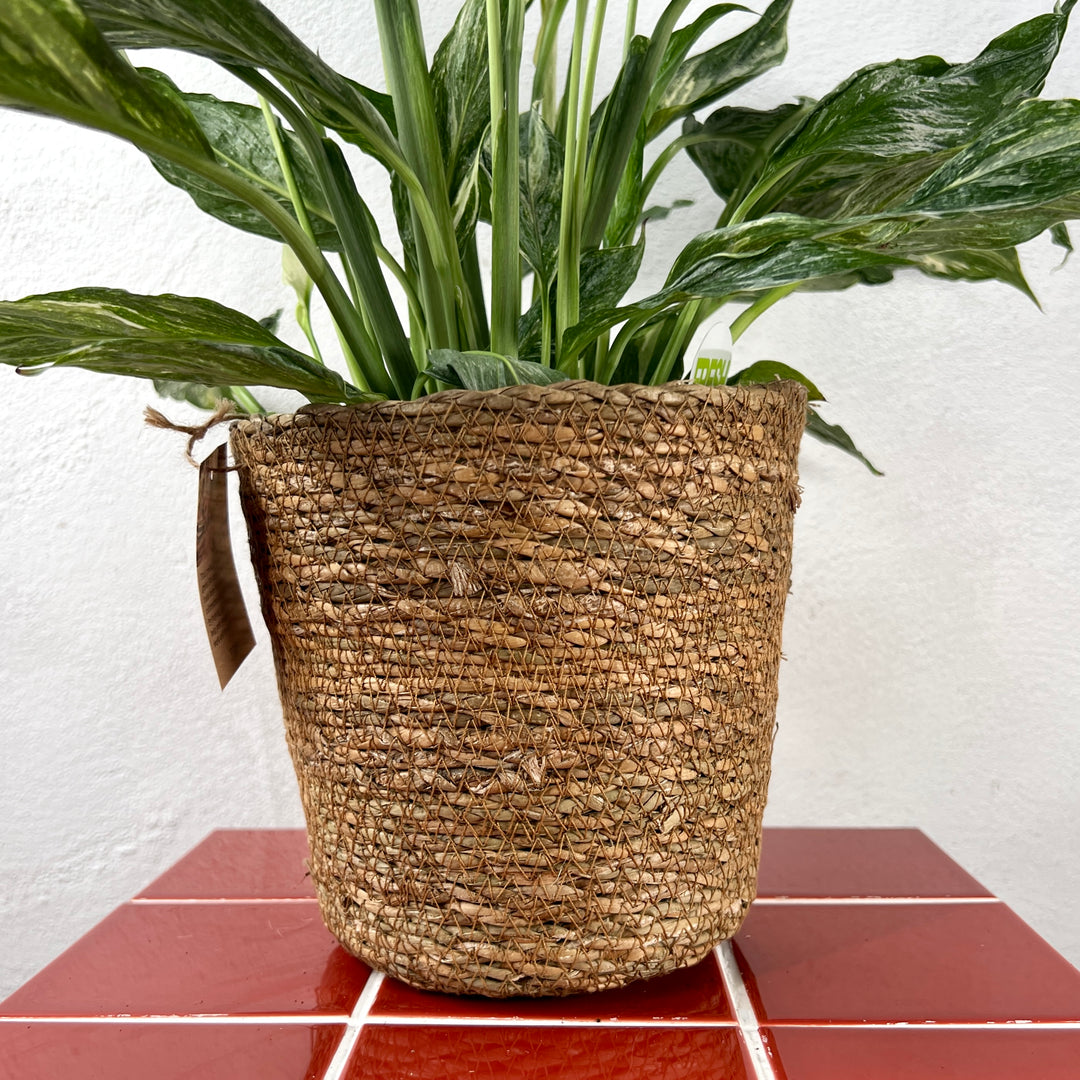 Terima Basket – Natural Seagrass Planter