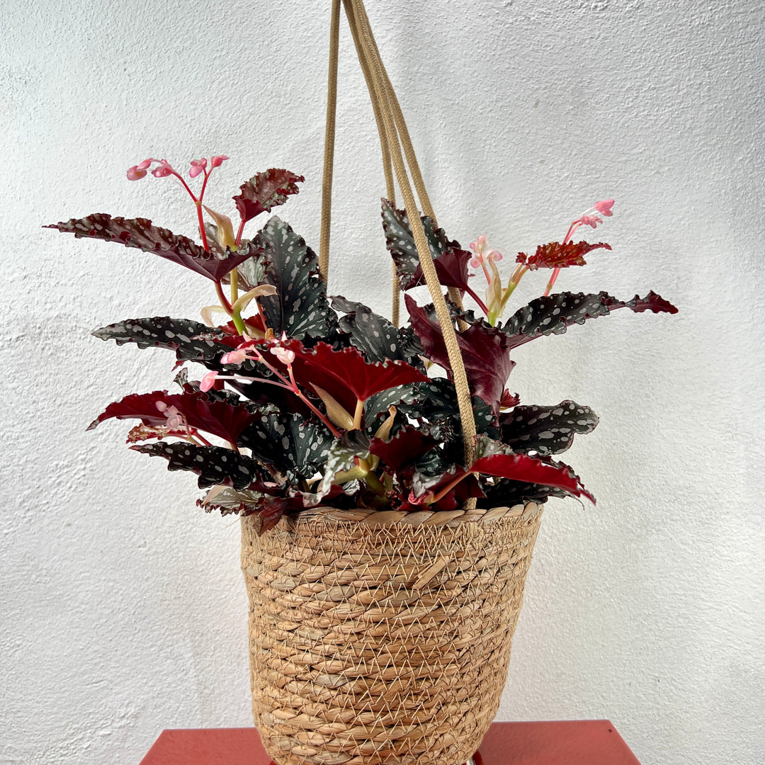 Seagrass Laos Straw Hanging basket