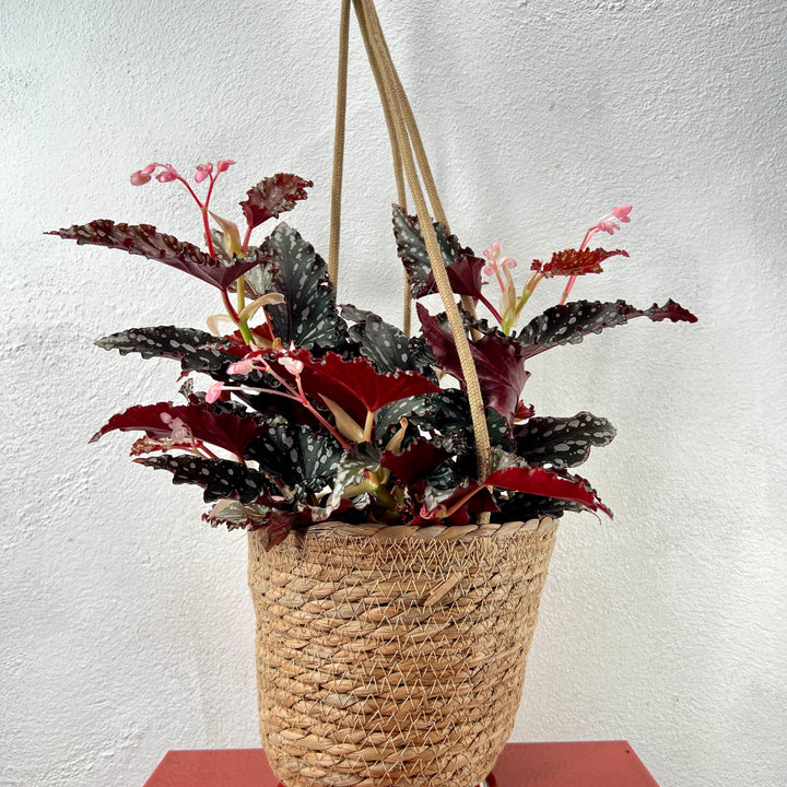 Seagrass Laos Straw Hanging basket