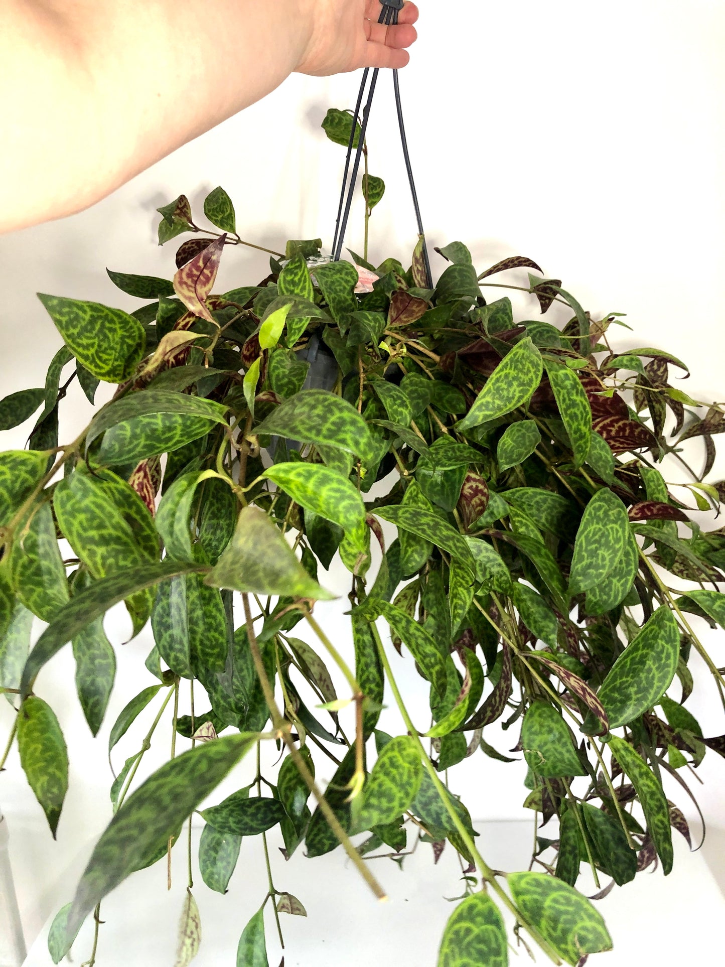 Aeschynanthus Marmoratus - Zebra basket vine