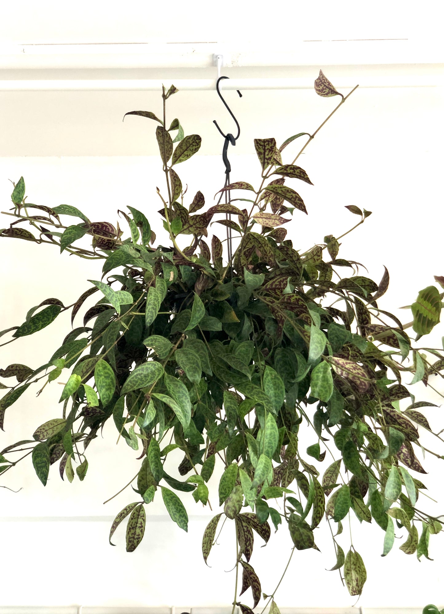 Aeschynanthus Marmoratus - Zebra basket vine