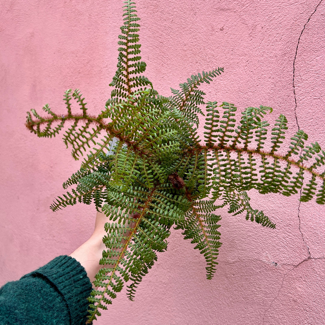 Cyathea tomentosissima — Highland Lace Tree Fern