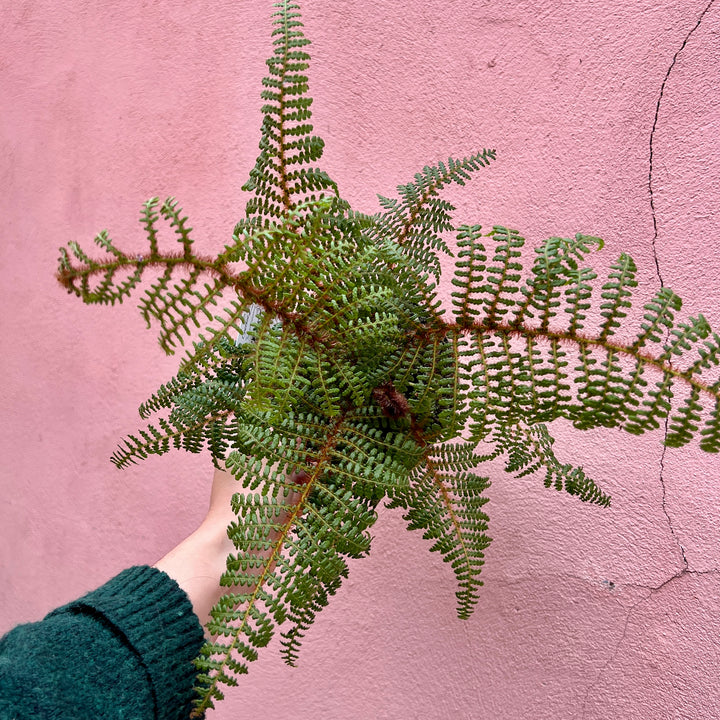 Cyathea tomentosissima — Highland Lace Tree Fern