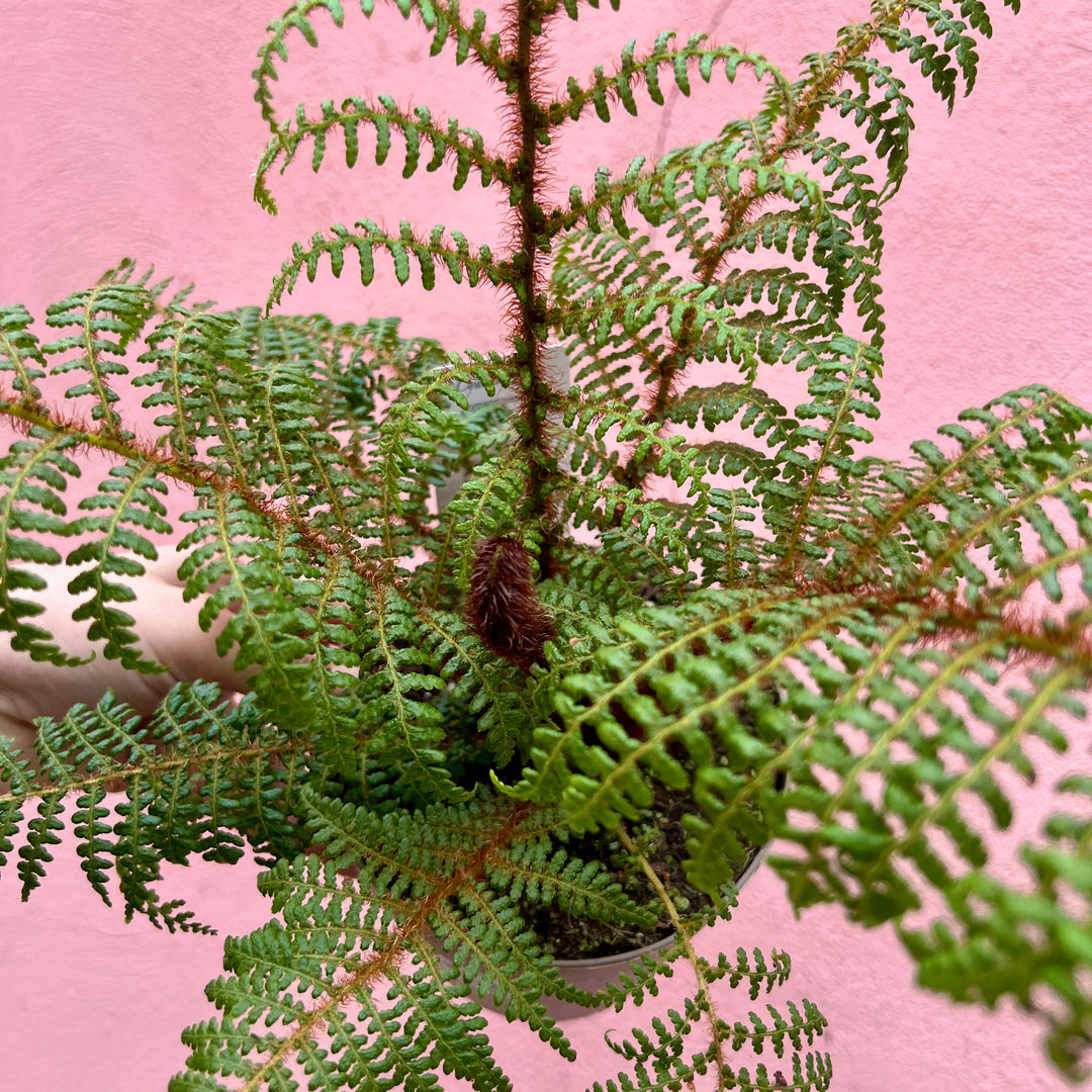 Cyathea tomentosissima — Highland Lace Tree Fern