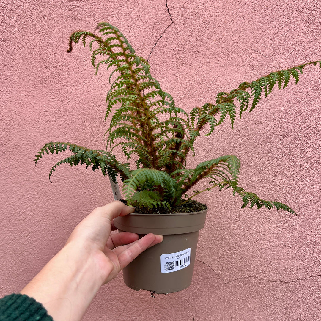 Cyathea tomentosissima — Highland Lace Tree Fern