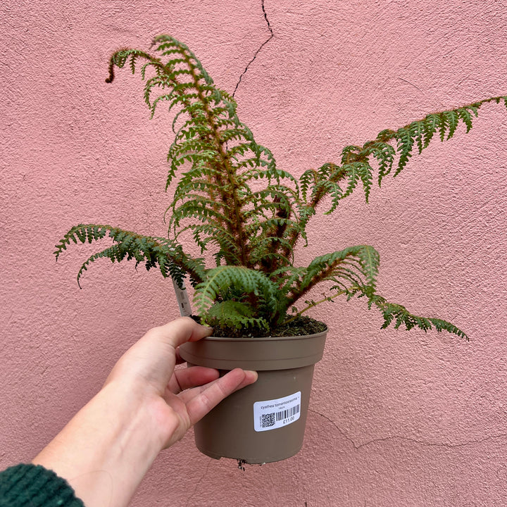 Cyathea tomentosissima — Highland Lace Tree Fern
