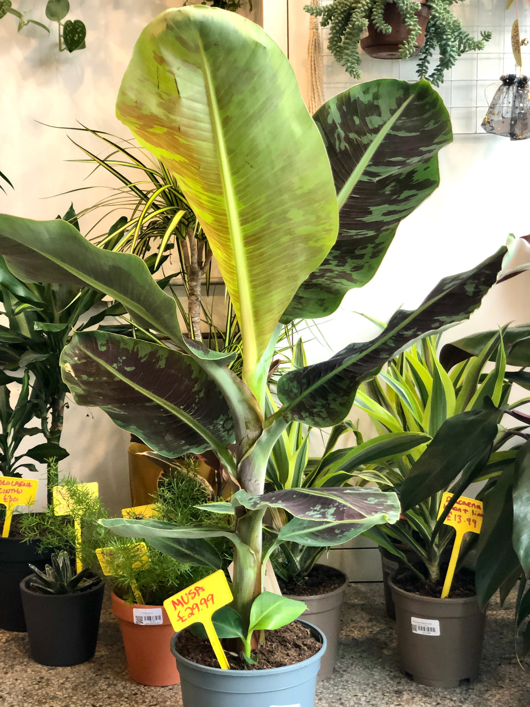 Musa ‘Dwarf Cavendish' -Banana plant