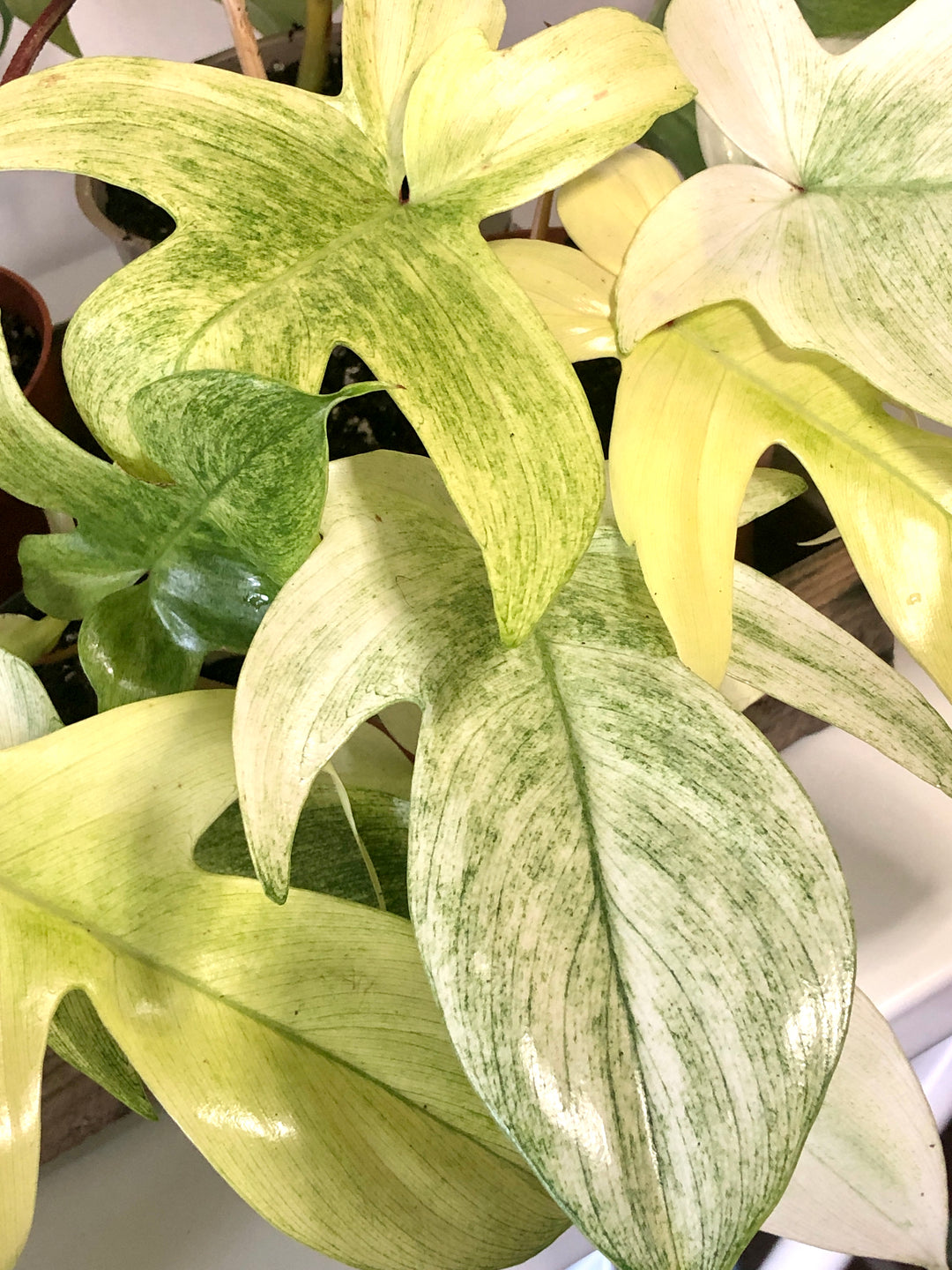 Philodendron Florida Ghost