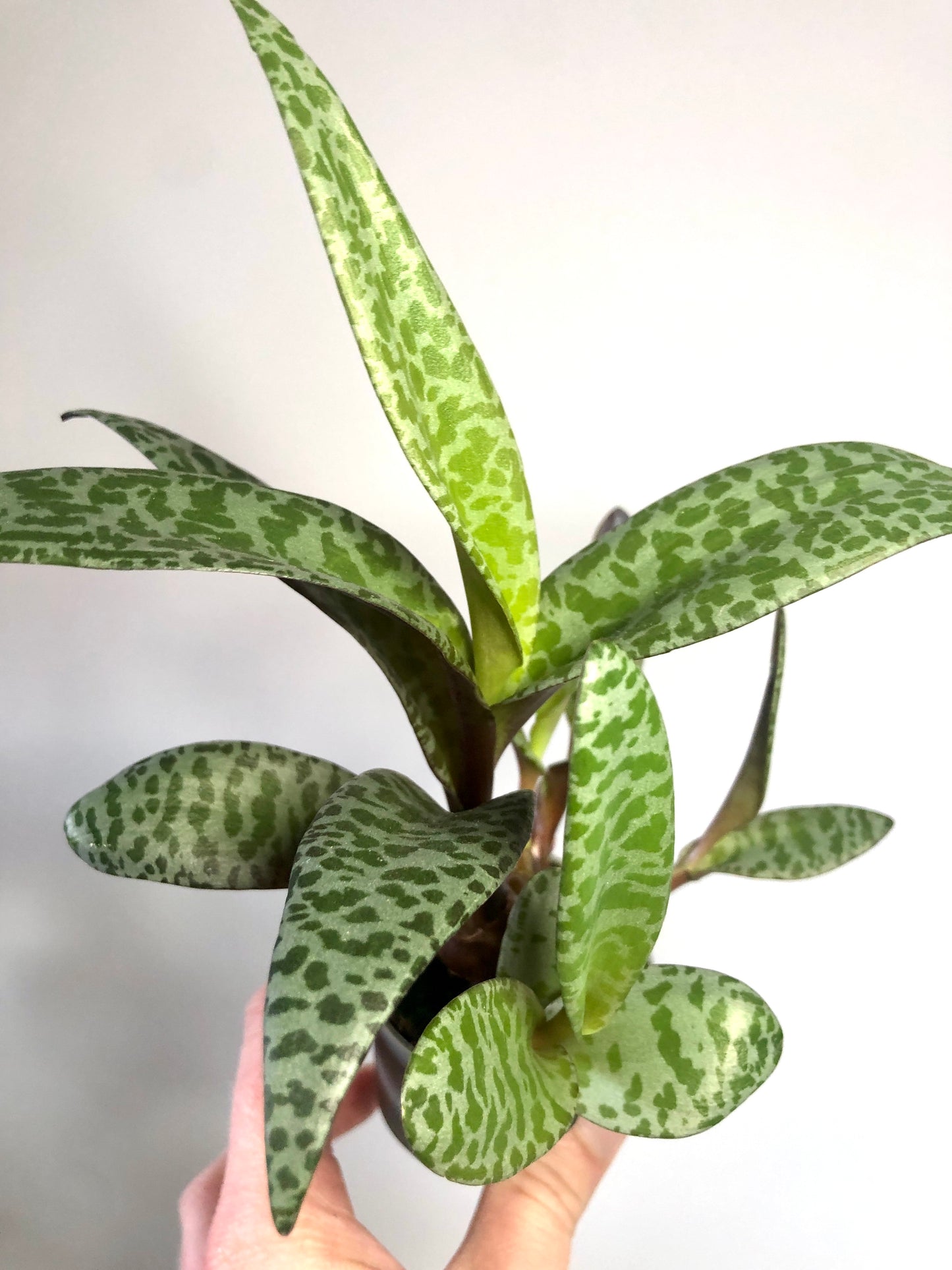 Ledebouria socialis - Silver Squill