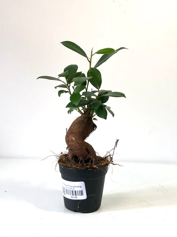 Ficus Retusa, Ficus Ginseng Bonsai