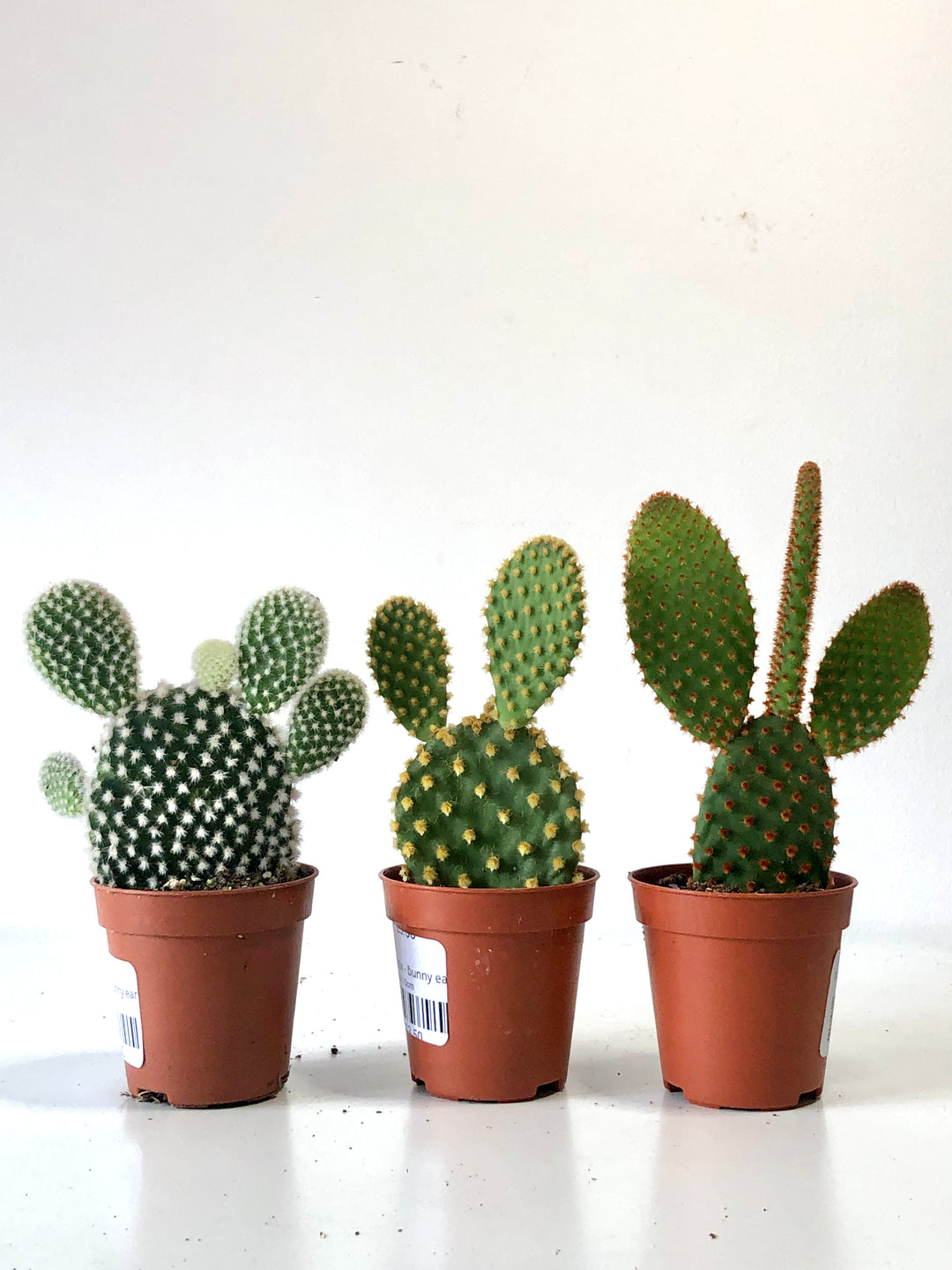 Opuntia mini mix - bunny ear cactus