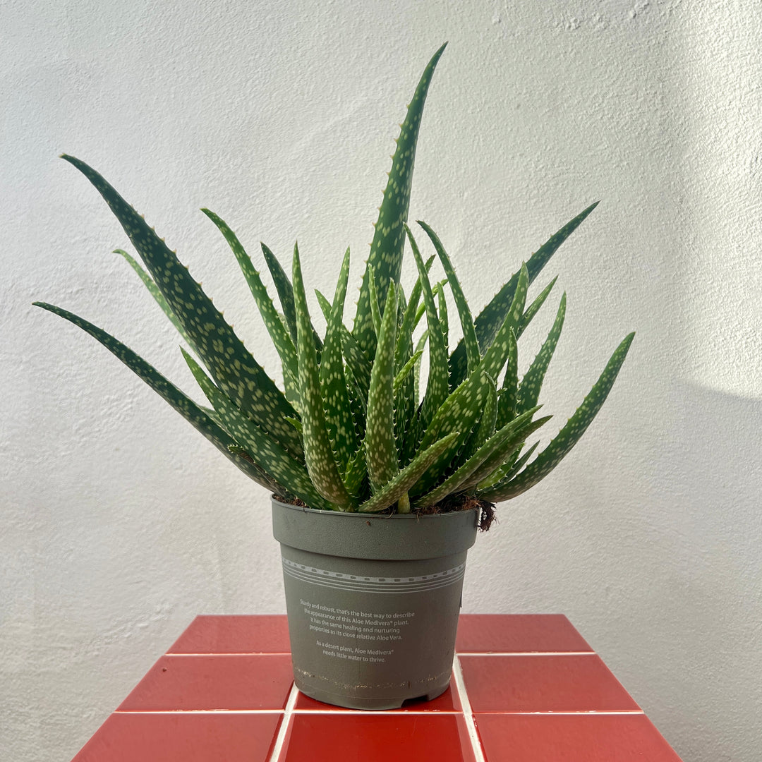 Aloe 'Medivera' Variagata