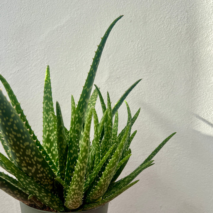 Aloe 'Medivera' Variagata