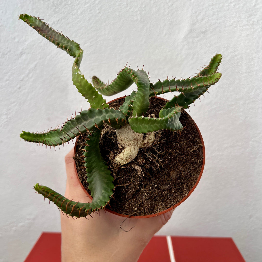 Euphorbia stellata