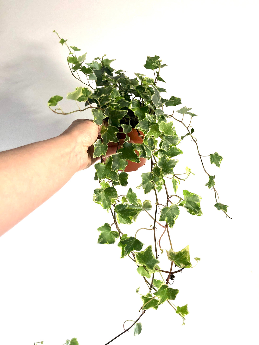 Hedera Mix - Ivy Mix