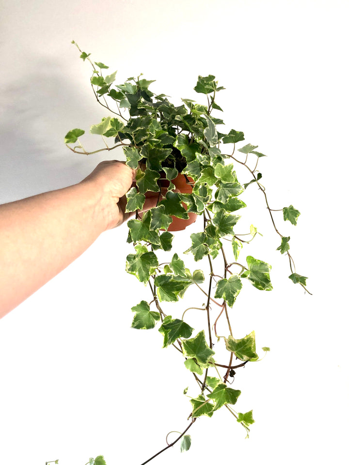 Hedera Mix - Ivy Mix