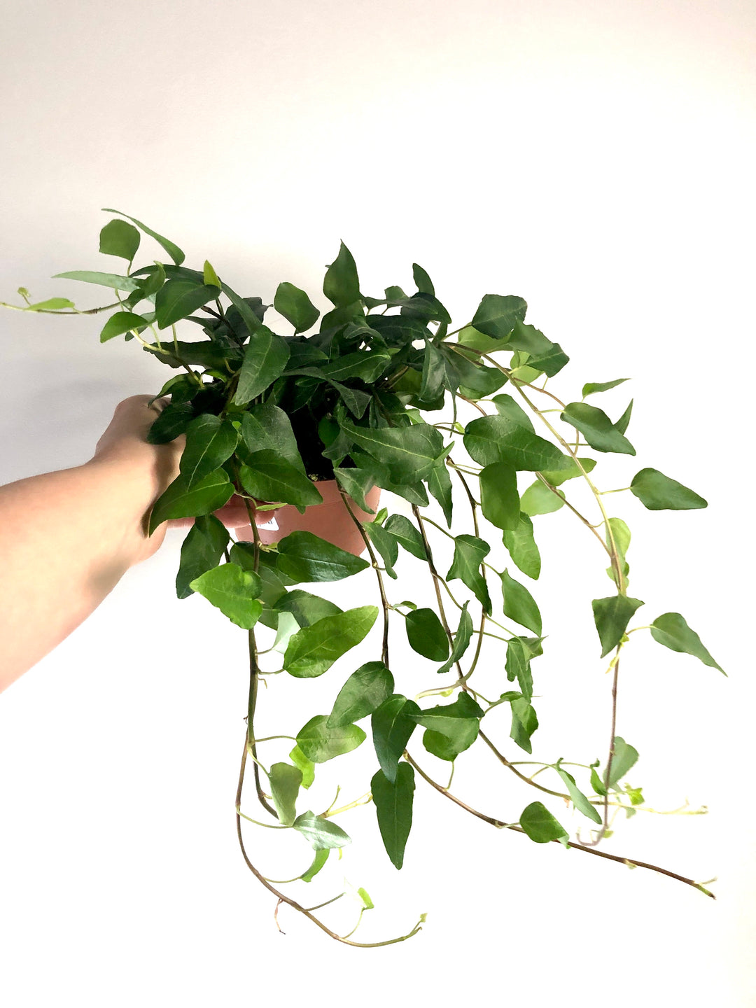 Hedera Mix - Ivy Mix