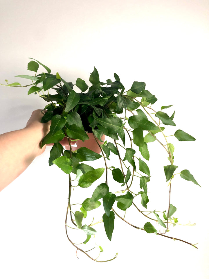 Hedera Mix - Ivy Mix