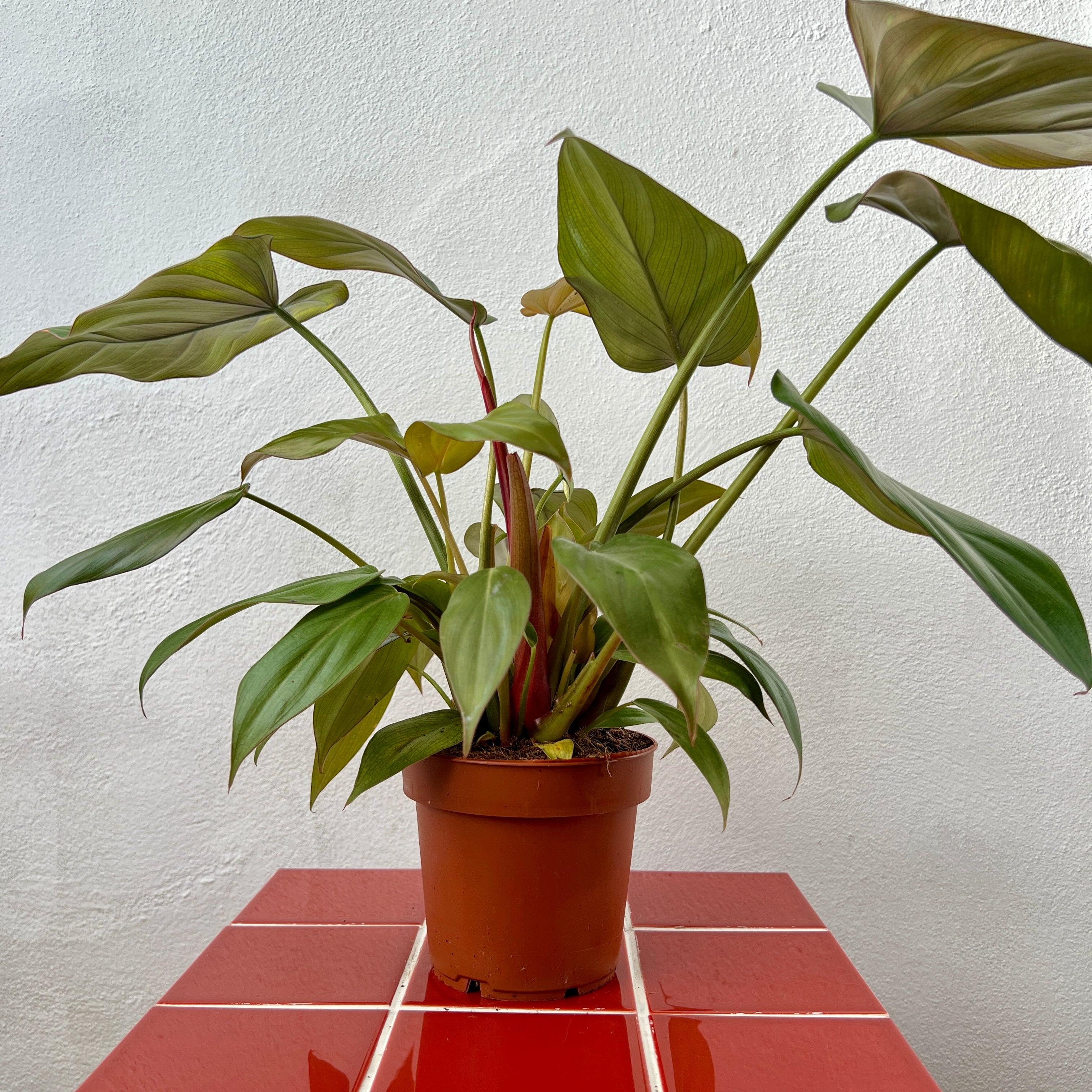 philodendron eximium houseplant hilodendron 'Summer Glory'