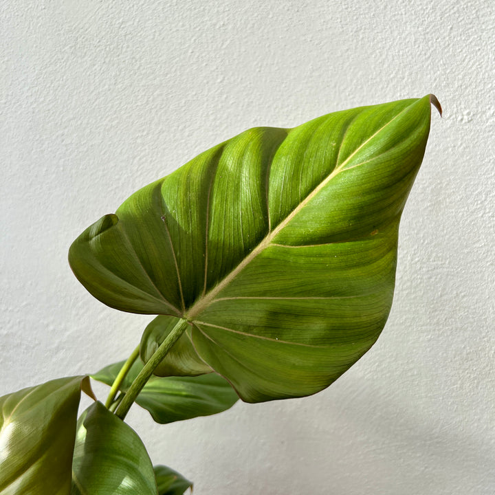 Philodendron Summer Glory