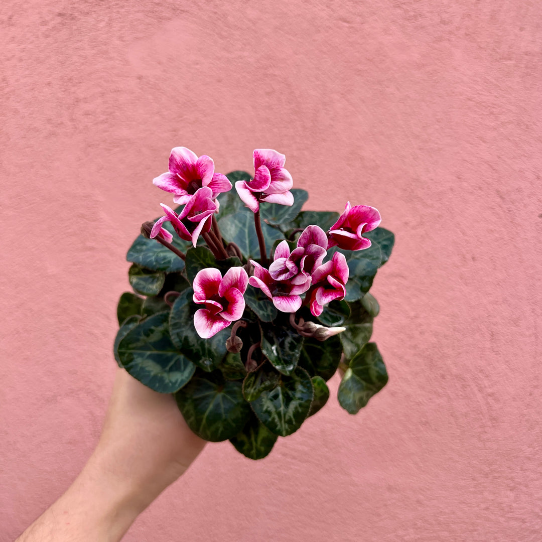 English Cyclamen ‘Fantasy’ – Florist’s Cyclamen