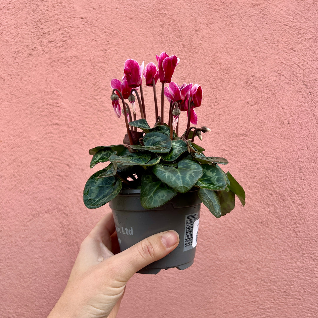 English Cyclamen ‘Fantasy’ – Florist’s Cyclamen