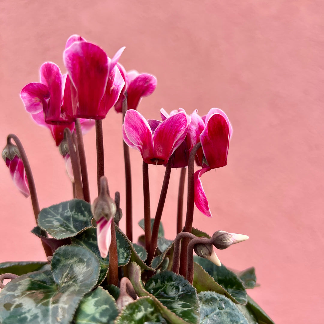 English Cyclamen ‘Fantasy’ – Florist’s Cyclamen