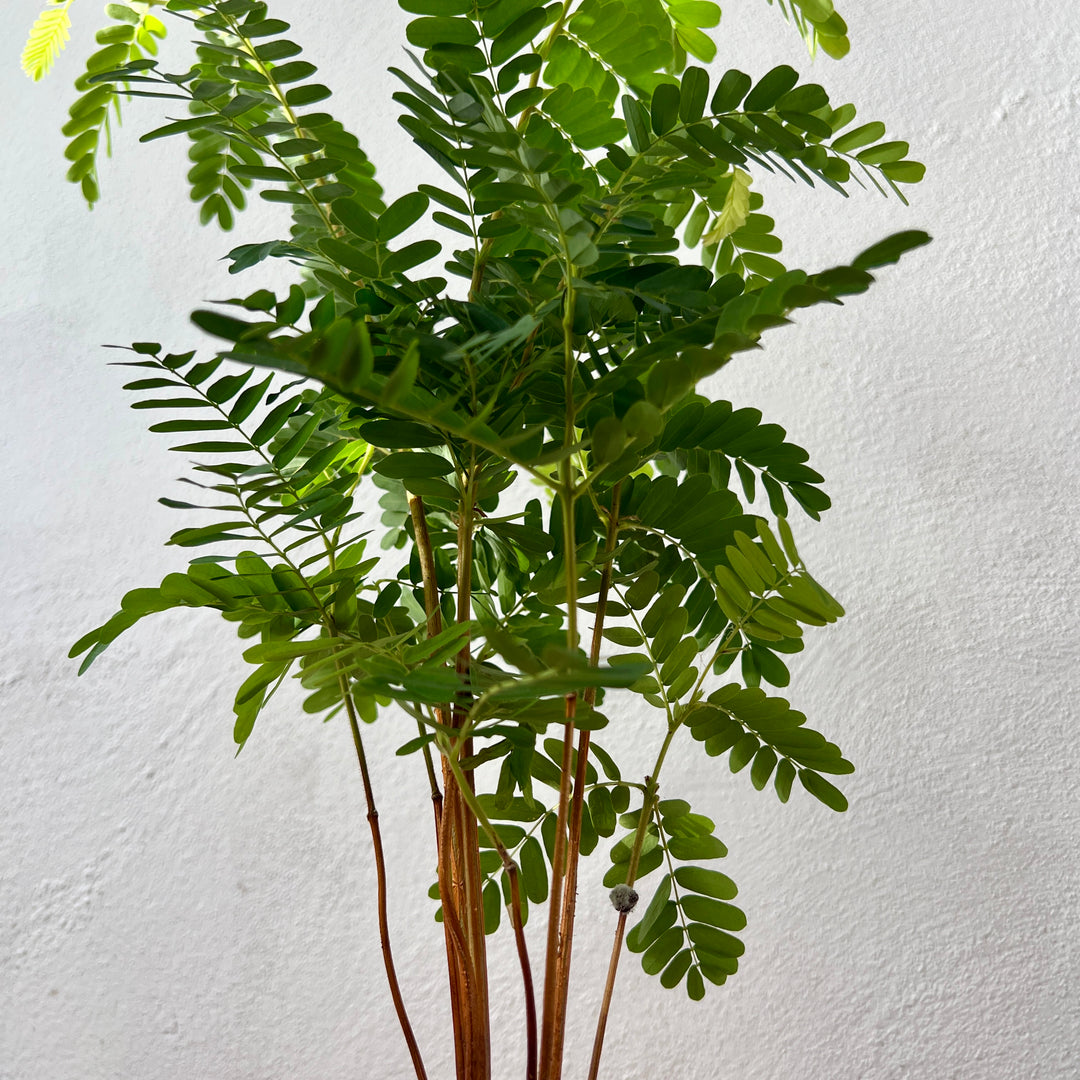 Tamarindus indica - Tamarind