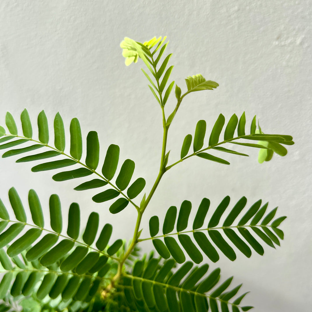 Tamarindus indica - Tamarind