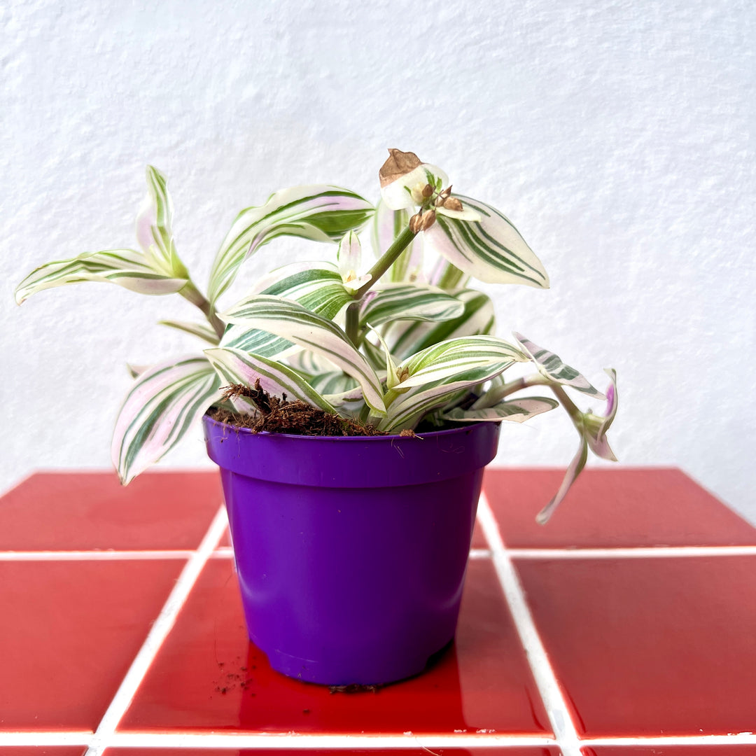 Tradescantia Brightness