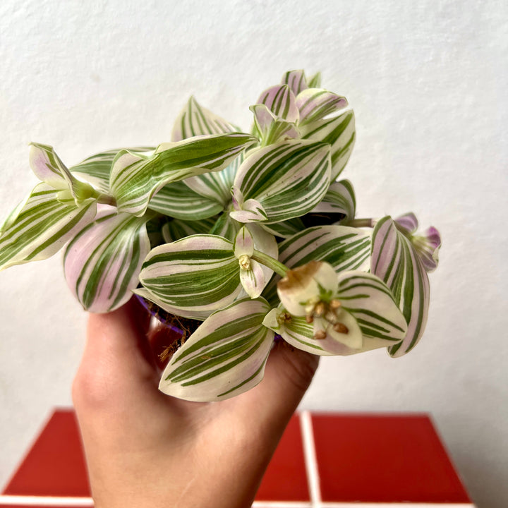 Tradescantia Brightness