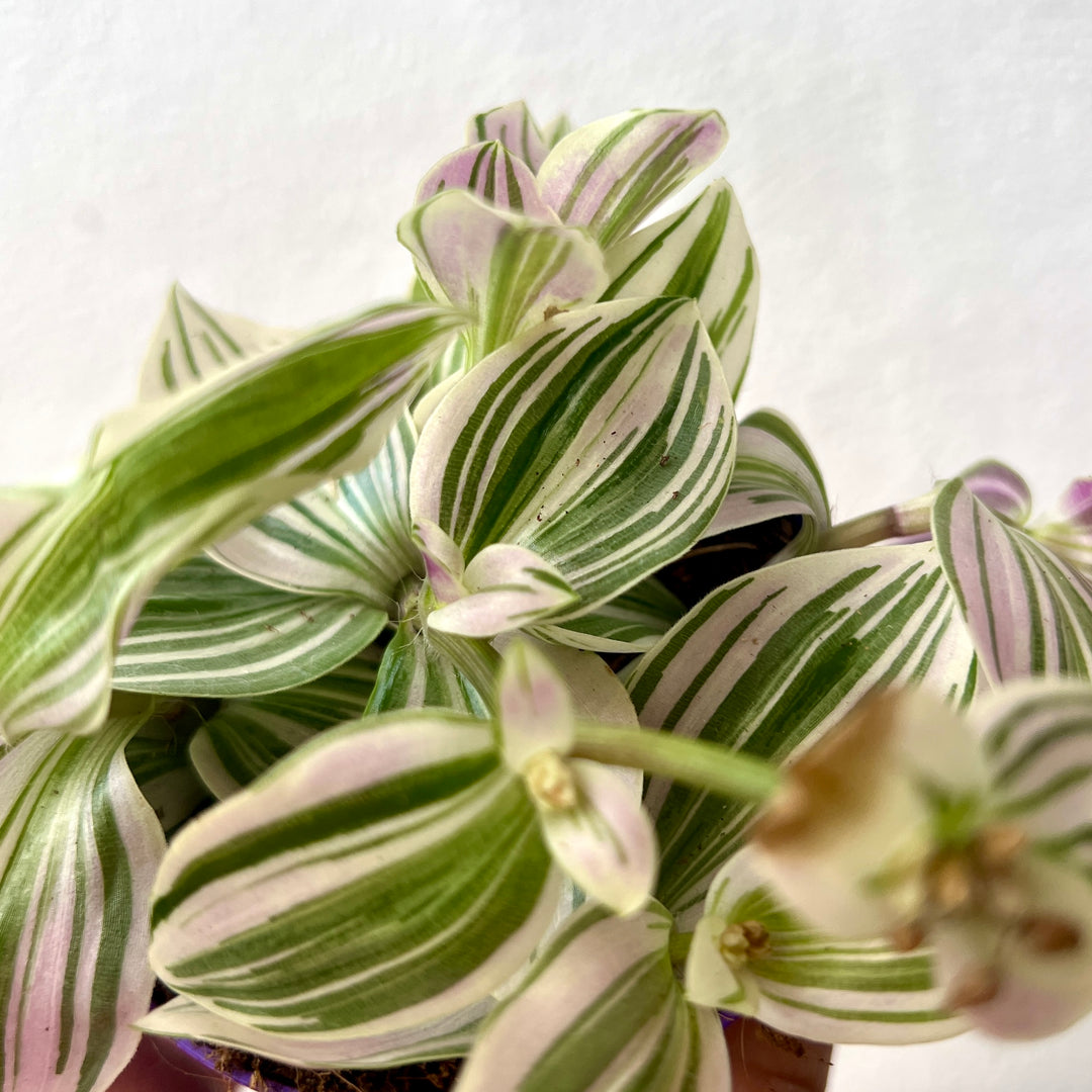 Tradescantia Brightness