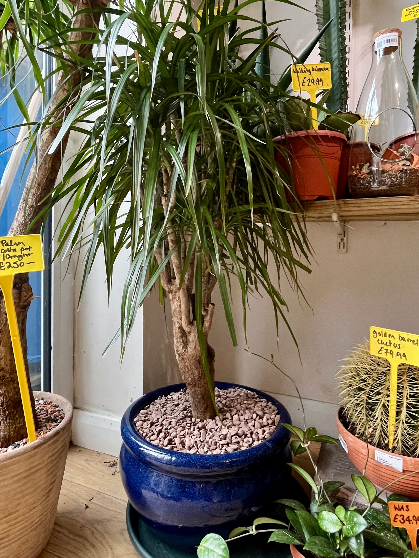 Dracaena reflexa 'Anita' in blue vibes pot