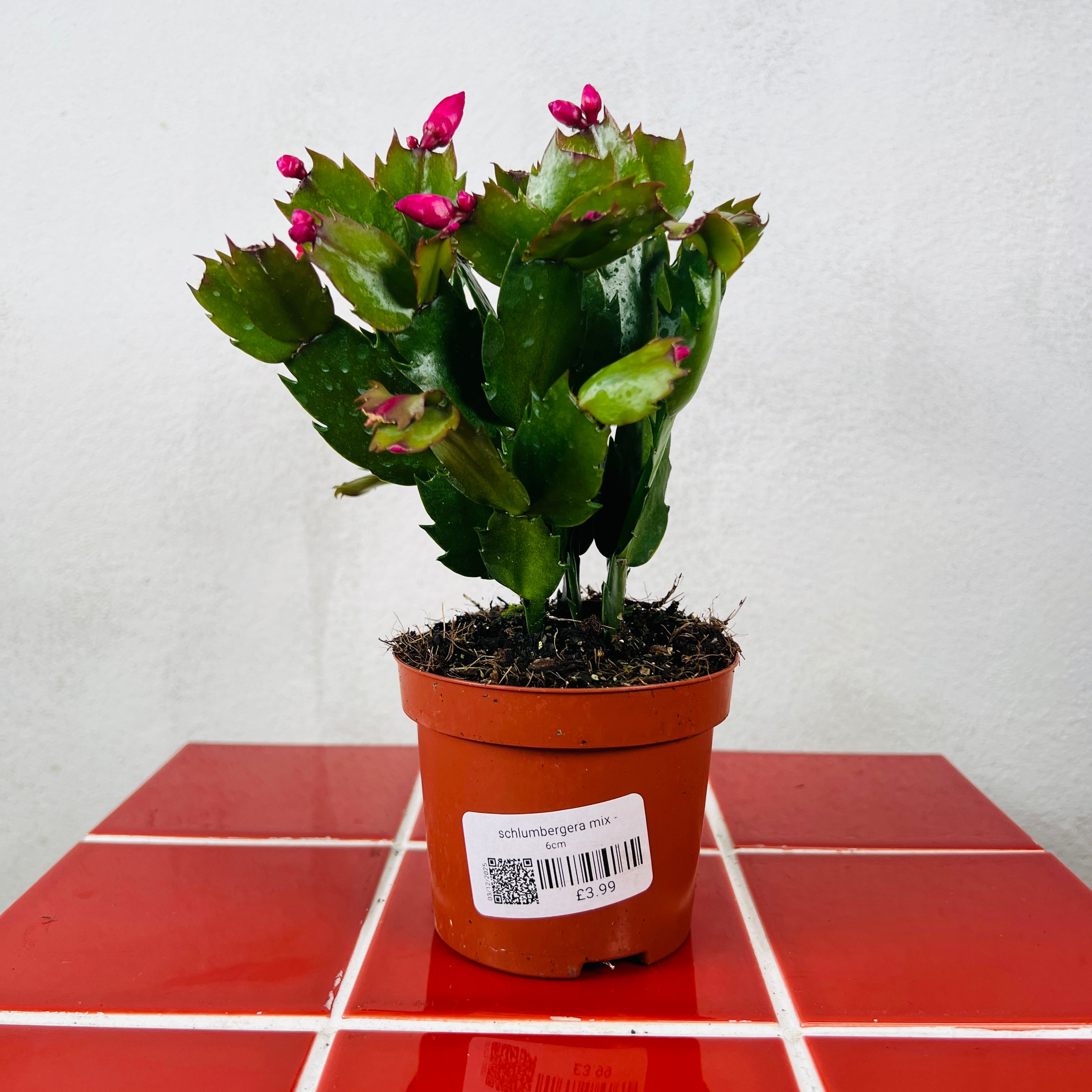 Schlumbergera Mix — Christmas & Easter Cactus