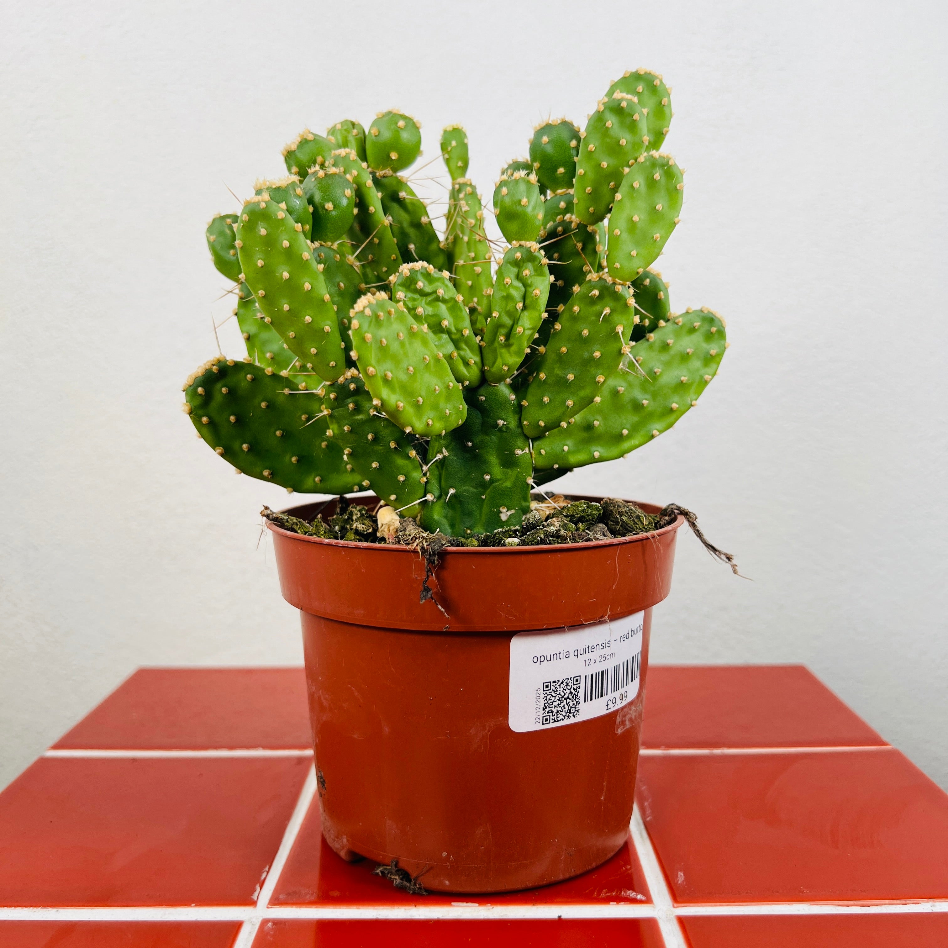 Opuntia quitensis Red Button Cactus