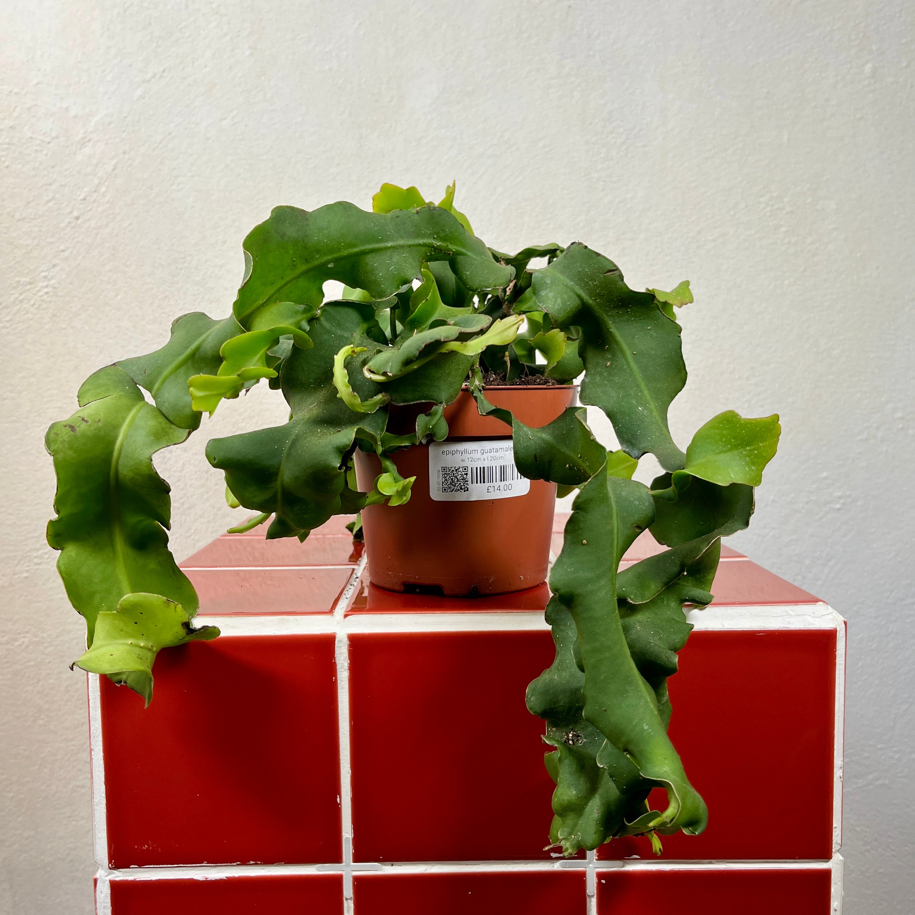 Epiphyllum Guatamalense Curly Locks Orchid Cactus – Plant Studio