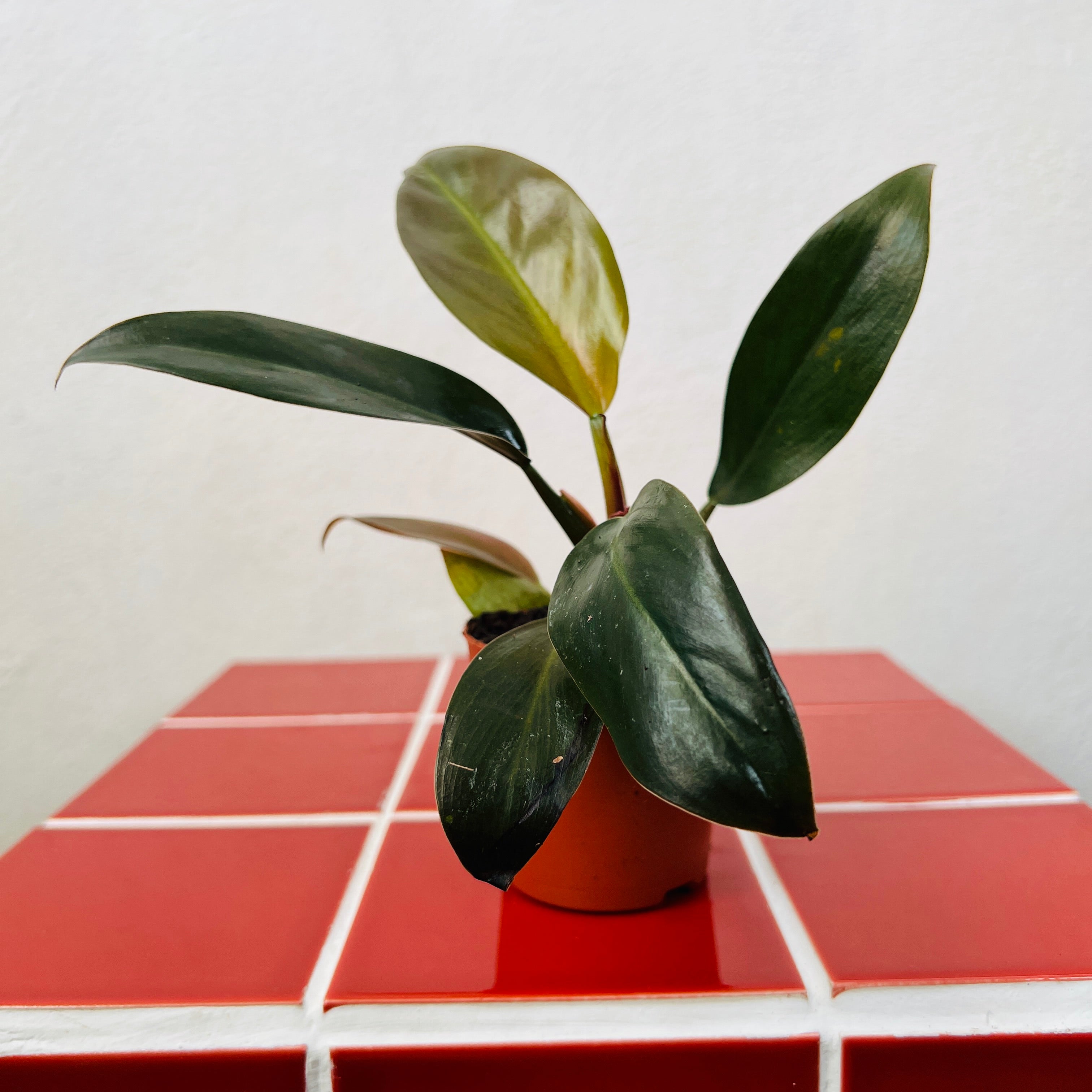 dwarf red philodendron Philodendron Imperial Red – Plant Studio