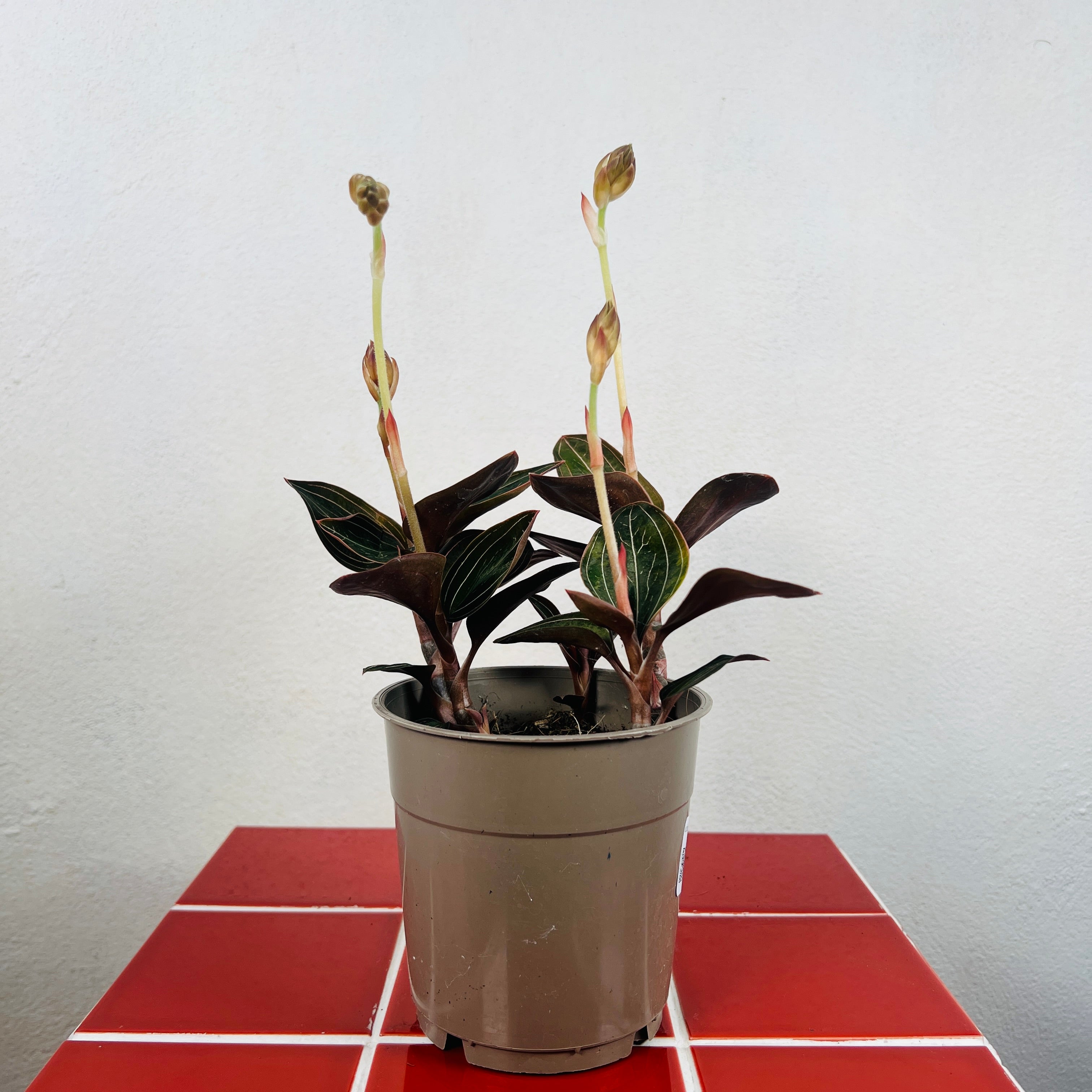 jewel plant indoor Ludisia discolor – Jewel Orchid Indoor Houseplant – Plant Studio