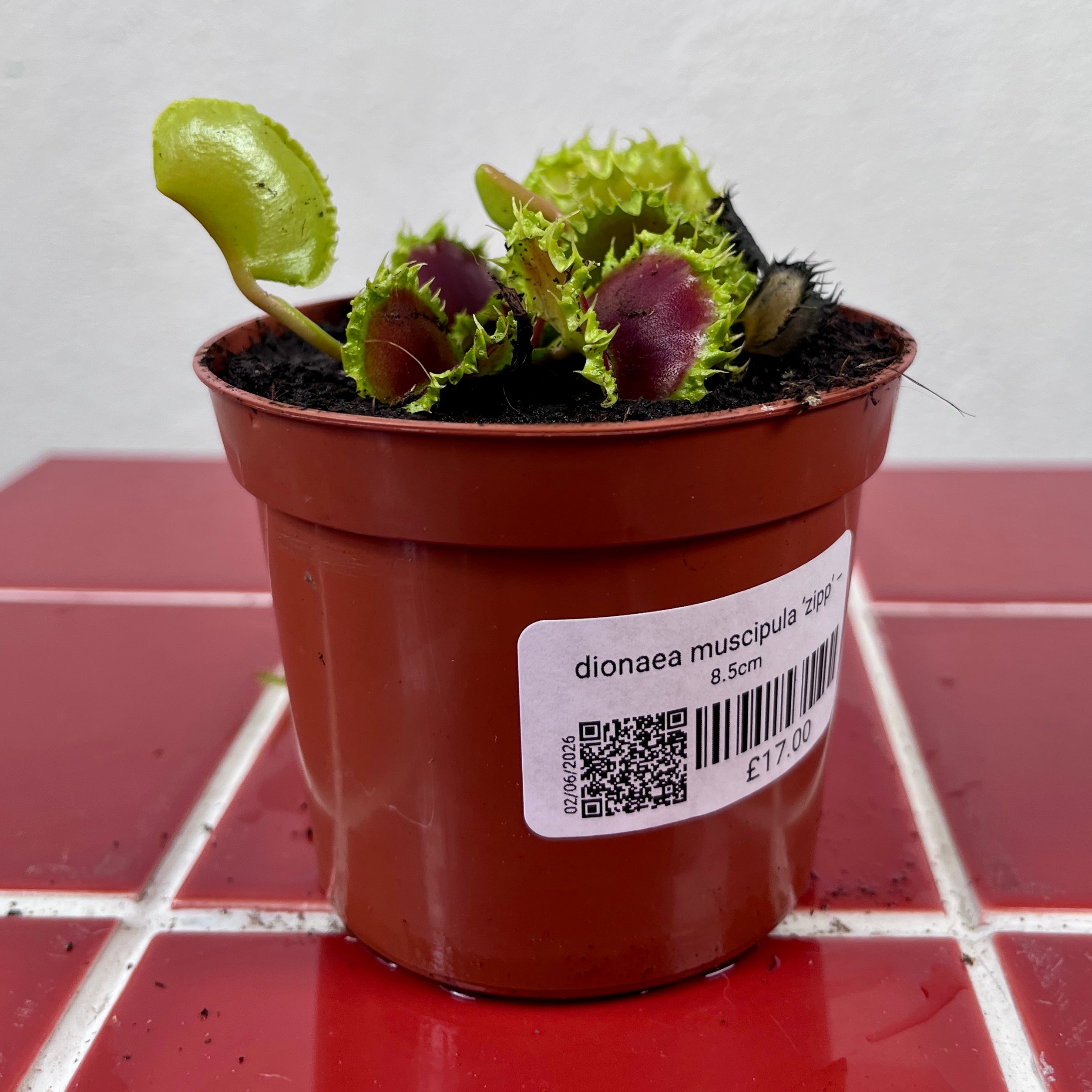 Venus Flytrap 'Zipp' – Fast-Snapping Carnivorous Plant | Dionaea