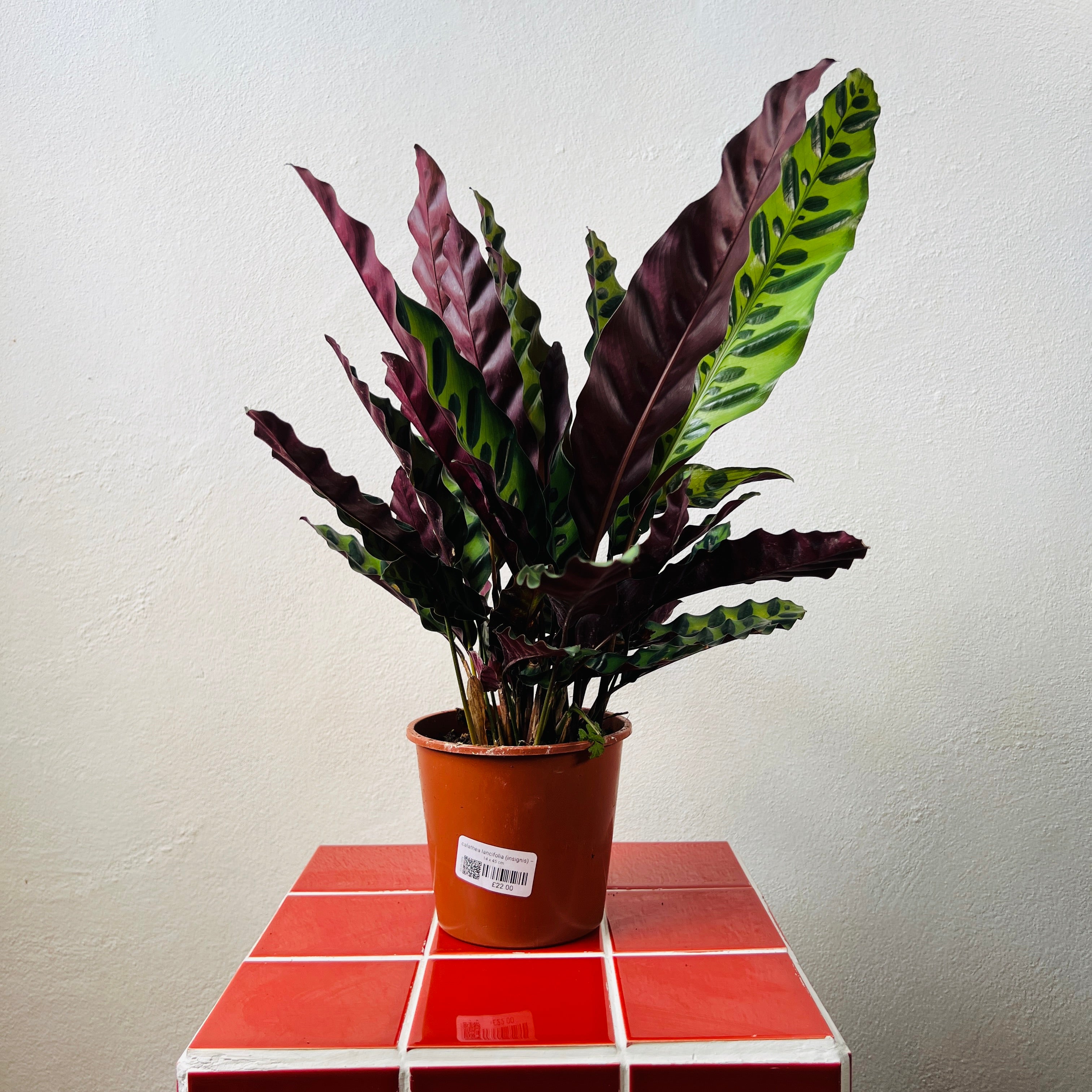 calathea lancifolia insignis Calathea lancifolia (Insignis) – Rattlesnake Calathea
