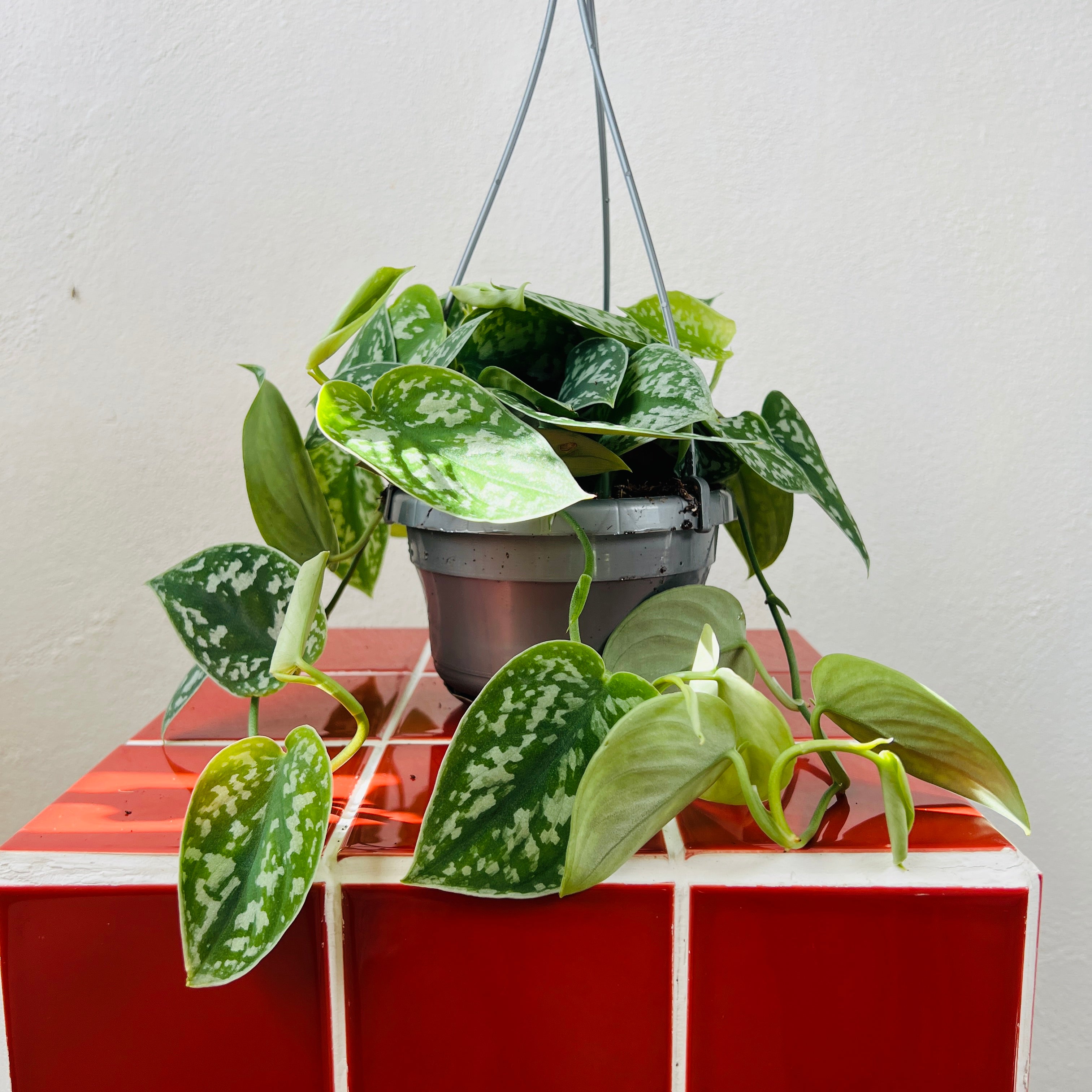 Scindapsus pictus 'Argyraeus' – Satin Pothos